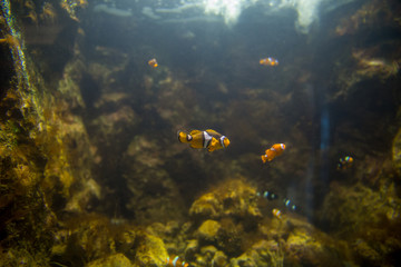 Fototapeta na wymiar Clown fish in the aquarium, focus selective