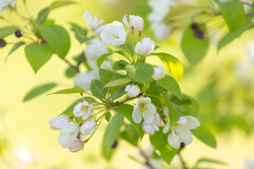 Apple blossom time is very beautiful