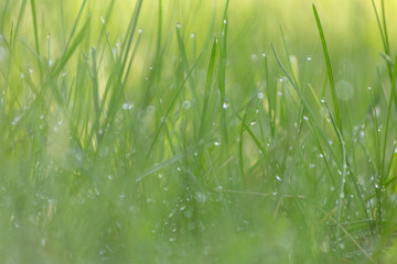 Apple blossom time is very beautiful