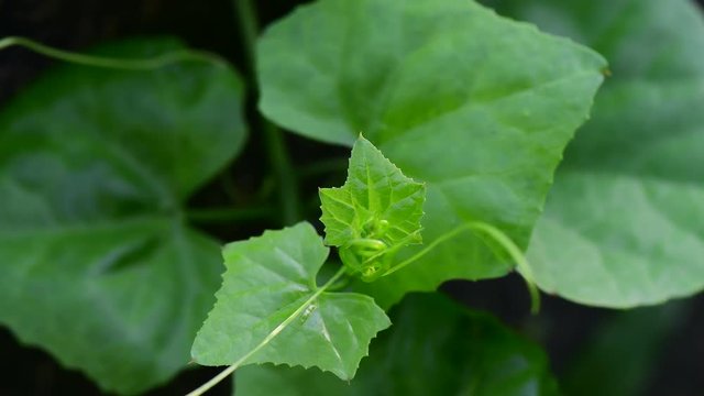 Green Plant Lvy Gourd