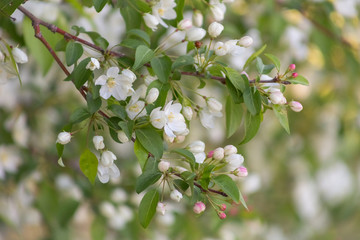 Apple blossom time is very beautiful