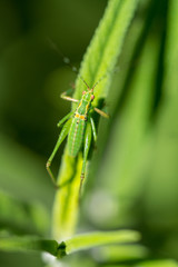 Vivid green grasshopper on green plant.