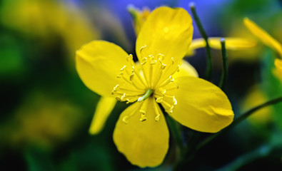 Yellow Celandine  blossom in spring