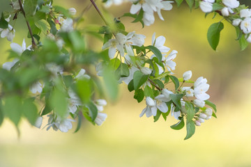 Apple blossom time is very beautiful
