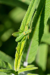 Vivid green grasshopper on green plant.