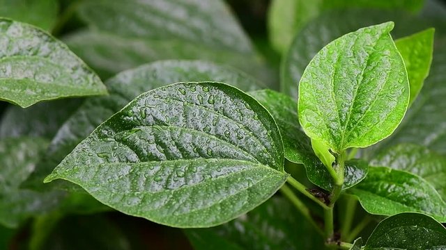 WildbetalLeafbush  in garden