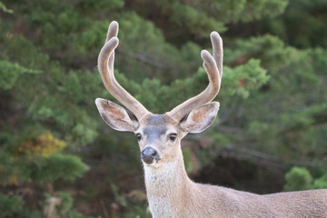 Naklejka na ściany i meble large black tail buck deer in velvet