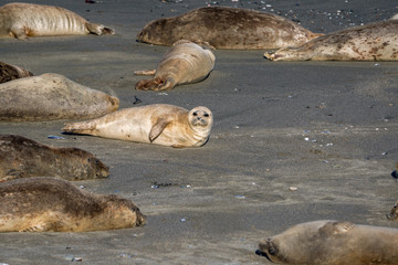 Fototapeta premium Group of harbor seals soaking up the sun on a sandy beach