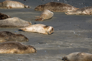 Group of harbor seals soaking up the sun on a sandy beach