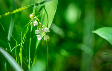 Spring Lily of the valley flower close-up against the background of Unsharp foliage in the sunlight