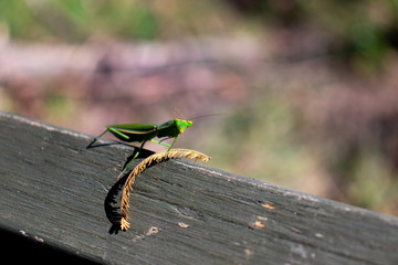 Little guy in action