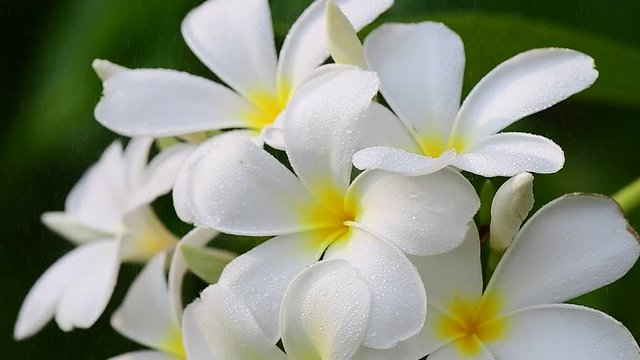 frangipani flower in garden