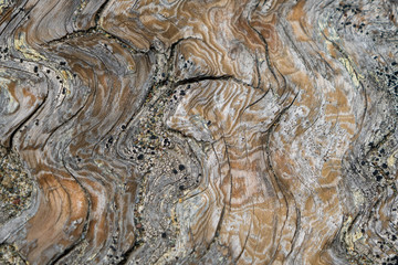 Weathered drift wood with sand background