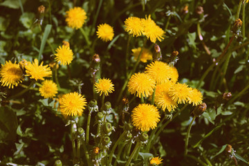 Bright yellow dandelions on a green lawn on a sunny day. Retro style toned
