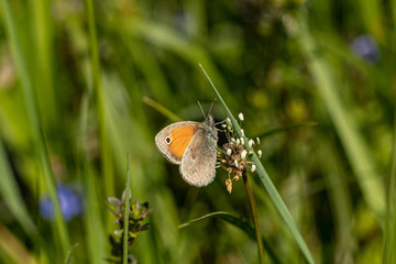 Obraz premium Nature