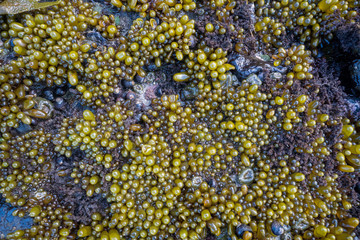 low tide exposes Sea weed air pods