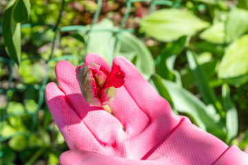 Woman farmer in pink gloves care of tulips in flower bed. Hobby, business, gardening.