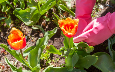 Woman farmer in pink gloves care of tulips in flower bed. Hobby, business, gardening.