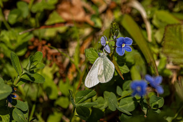 Nature