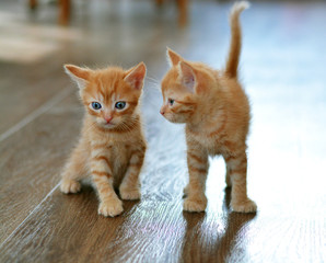 Obraz premium The little red kitten plays on the floor, looking directly at us. Beige and orange color
