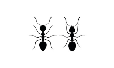 Two ants vector