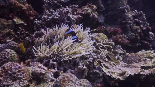 Nemo at the Philippines 
Filmed with Sony AX700 1080 HD 100FPS.
Gates Underwater Housing