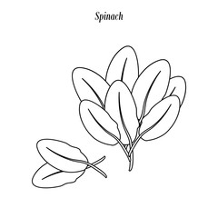 Spinach green illustration outline