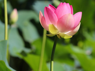 Beautiful Lotus flower in a park