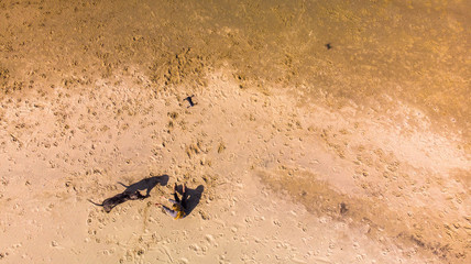 Aerial view of drone shooting a girl playing with a big dog on a sandy beach