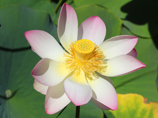 Beautiful Lotus flower in a park