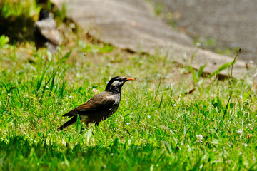 starling