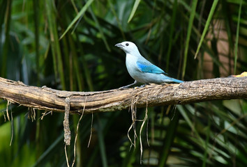 ソライロフウキンチョウ