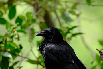 crow on a branch