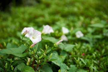 昼顔の花・つぼみ