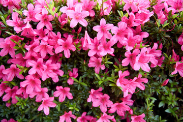 ツツジ満開・一面・全面