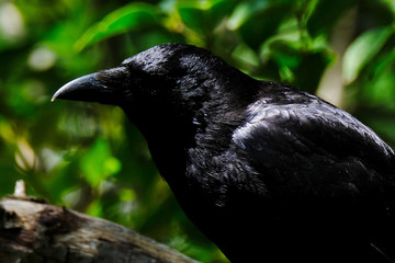 crow on a branch