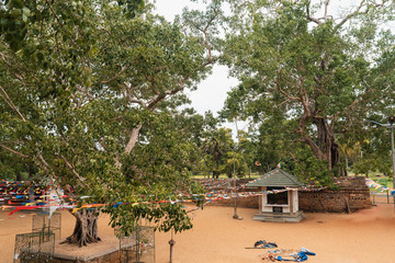 Oldest bodhi tree in the world in Sri Lanka