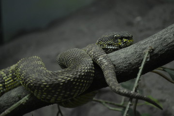 green snake