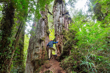 Forest in Chile