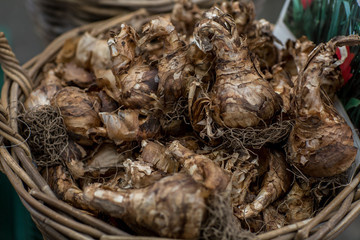 Flower bulbs in a basket prepared and selected for planting or storage