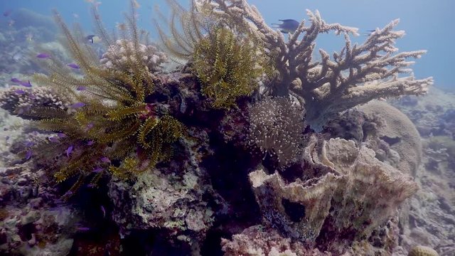 Coral with fish at the Philippines 
Filmed with Sony AX700 1080 HD
Gates Underwater Housing