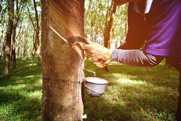 Close-up of rubber planters are tapping rubber with a rubber tapping knife in the morning with selective focus.