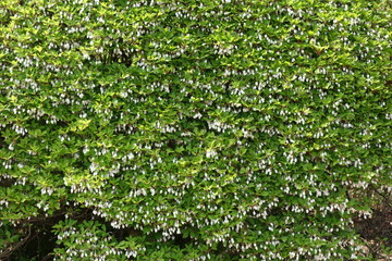 ドウダンツツジ