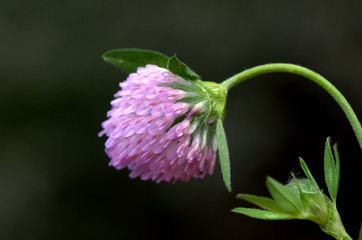 Clover flower. Subject to the environment.