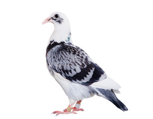 full body of speed racing pigeon bird standing isolate white background