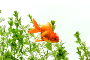 Goldfish carassius auratus background aquatic plants