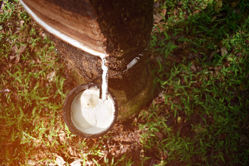 Close-up of rubber tree that is tapping rubber And there is a drop of latex with selective focus.