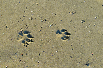 Impronte sulla spiaggia.