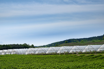 Exterior of agricultural greenhouses and currant plantation in front of them. Poland.