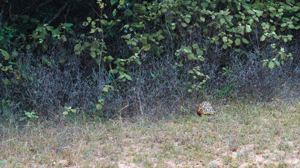 Fototapeta premium a golden tortoise in the forest in Sri Lanka